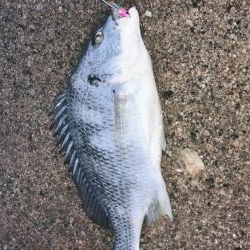 桜が満開釣り日和