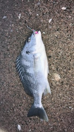 桜が満開釣り日和