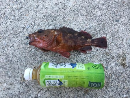 メバル・ガシラ