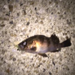 新しい漁港で挑戦