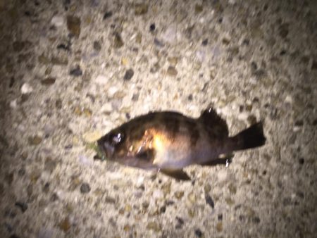 新しい漁港で挑戦