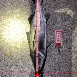 なんとか１匹だけ〜