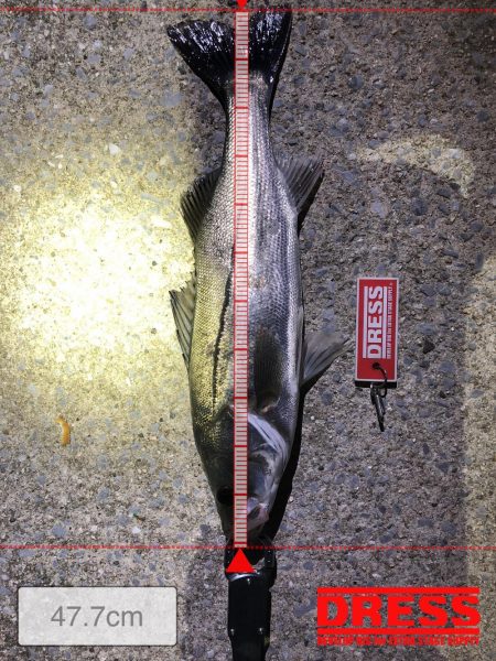 なんとか１匹だけ〜