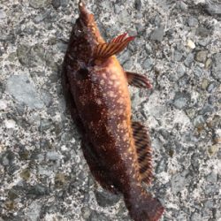 久々にちゃんと投げ釣り