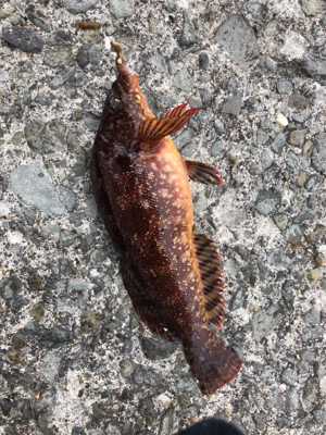 久々にちゃんと投げ釣り