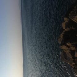 福村磯 中黒で乗っ込みチヌ