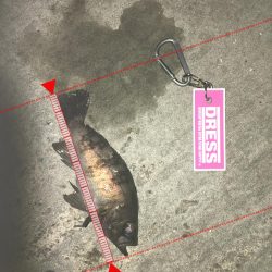 懲りずにメバリング