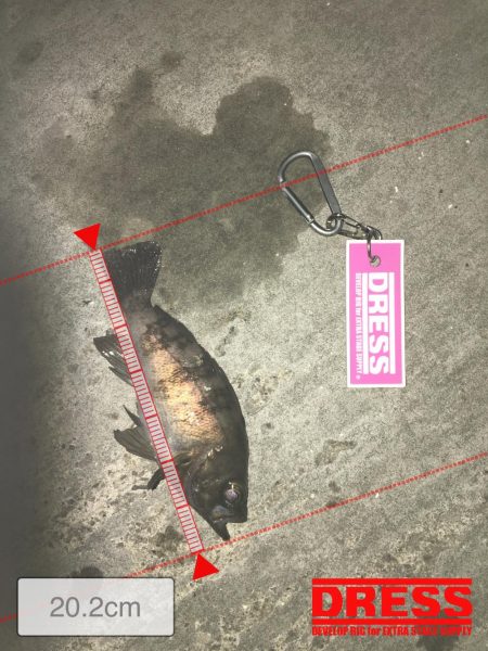 懲りずにメバリング