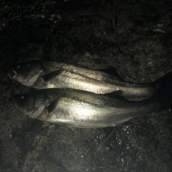 今シーズン初シーバス