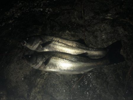 今シーズン初シーバス