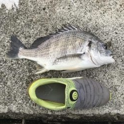 でかいエサ取り