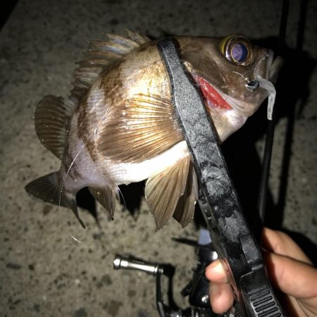 アジング釣行記