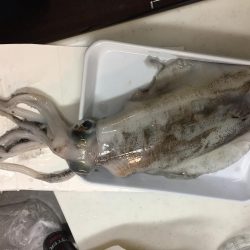 お久しぶりのアオリさん