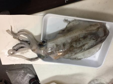 お久しぶりのアオリさん