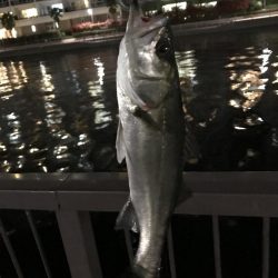 マイクロベイト ?