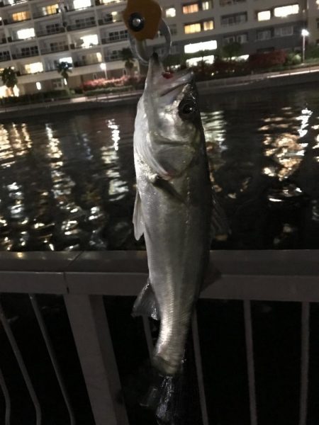 マイクロベイト ?