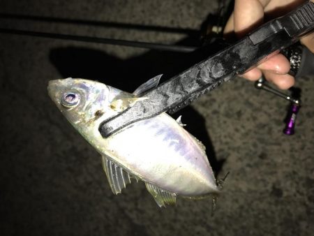 アジング釣行記