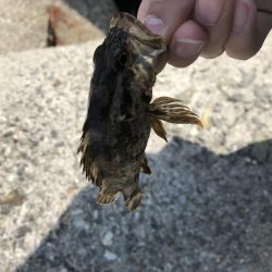 人工島で穴釣り