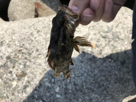 人工島で穴釣り