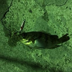 プラグでのメバリング