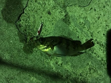 プラグでのメバリング