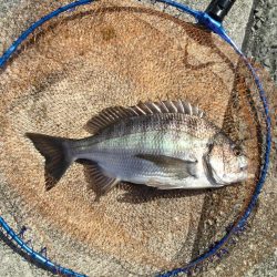 の〜んびりチヌ釣り