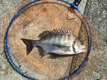 の〜んびりチヌ釣り