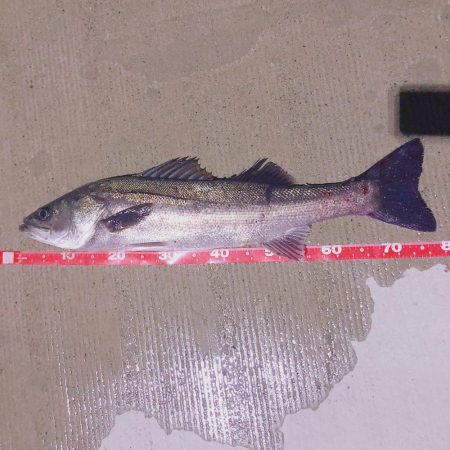 シーバス✧ ランカーサイズ手前 !!!