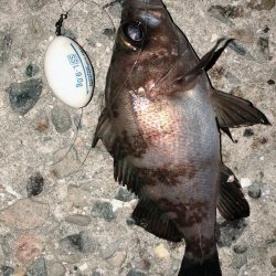 メバリングジャンキー