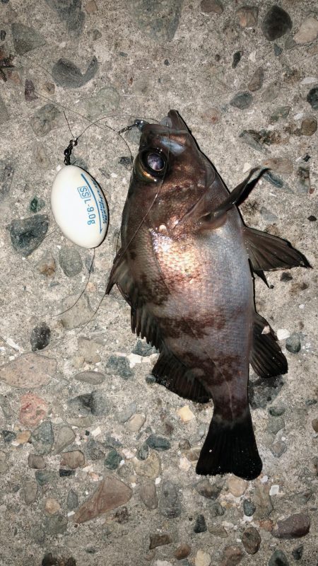 メバリングジャンキー