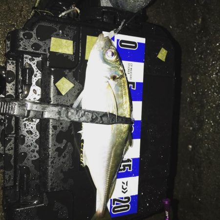 アジング釣行記