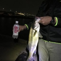 バチ調査が…。