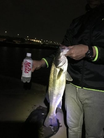 バチ調査が…。