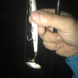 バチシーバス！