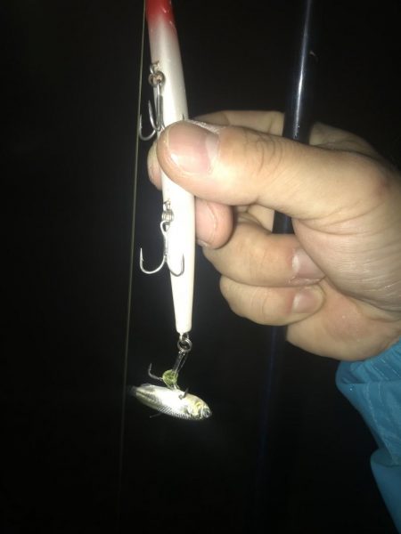 バチシーバス！