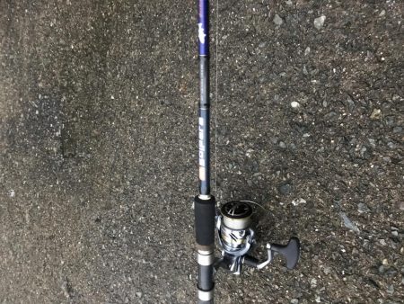 カタクチイワシの群れが大量