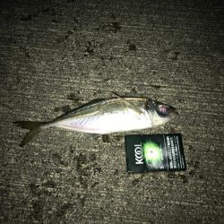 コウイカとアジ