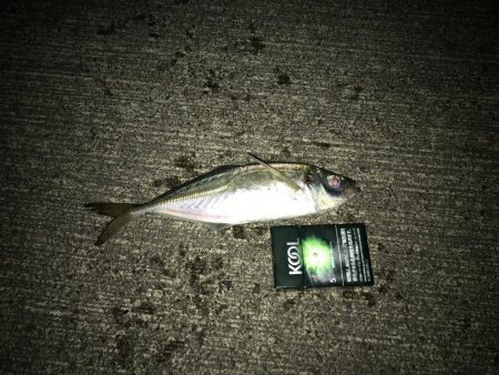 コウイカとアジ