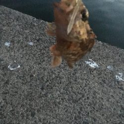 超ライトゲーム