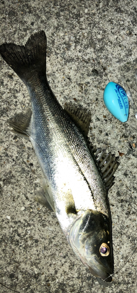 深夜メバリング