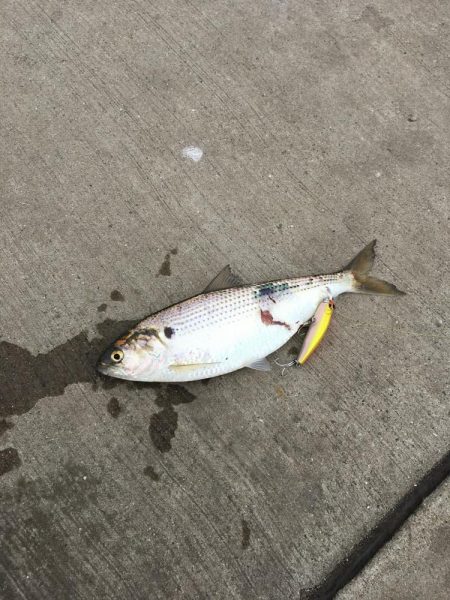 四国引越し後初釣行初釣果