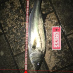 今年初シーバス！