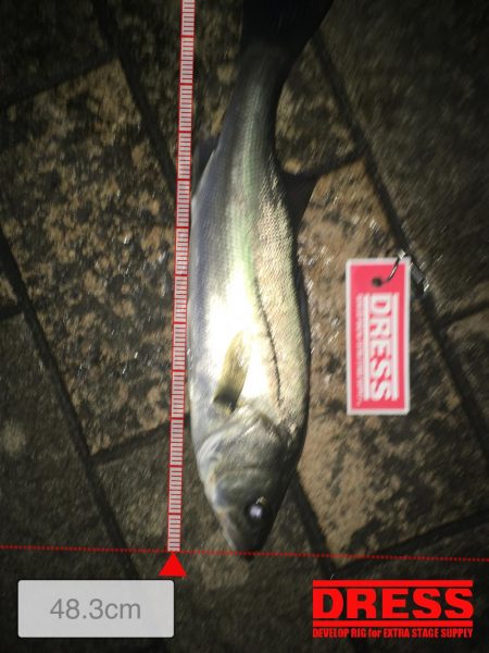 今年初シーバス！