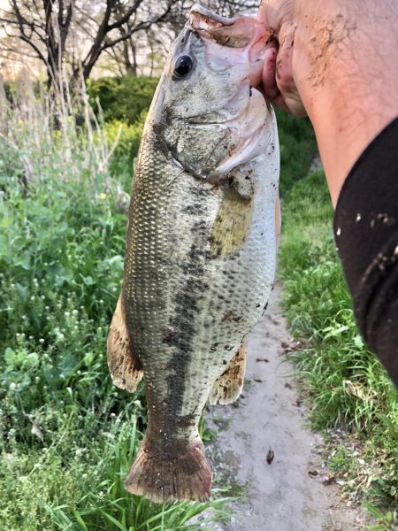 春が来たのでそろそろと思い‥