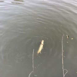 アジングロッドでカープ