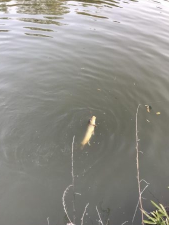 アジングロッドでカープ