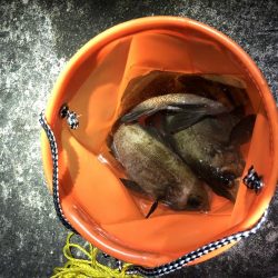 良いサイズのメバル