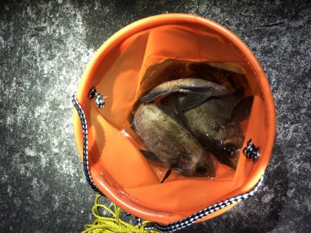 良いサイズのメバル