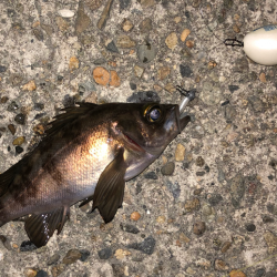 ボイルはあるが、、、