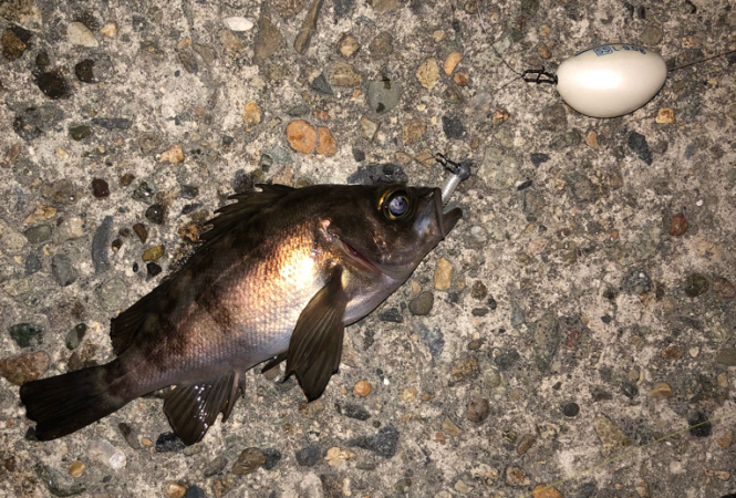 ボイルはあるが、、、